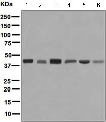 Western blot - Anti-ALKBH1 antibody [EPR6175(2)] (AB128895)