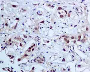 Immunohistochemistry (Formalin/PFA-fixed paraffin-embedded sections) - Anti-ALKBH1 antibody [EPR6175(2)] - BSA and Azide free (AB248205)