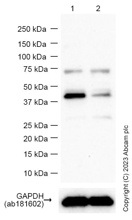 Western blot - Anti-ALKBH1 antibody [EPR6175(2)] - BSA and Azide free (AB248205)