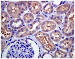 Immunohistochemistry (Formalin/PFA-fixed paraffin-embedded sections) - Anti-ALKBH1 antibody [EPR6176] (AB126596)