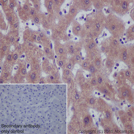 Immunohistochemistry (Formalin/PFA-fixed paraffin-embedded sections) - Anti-ALKBH1 antibody [EPR6176] (AB126596)