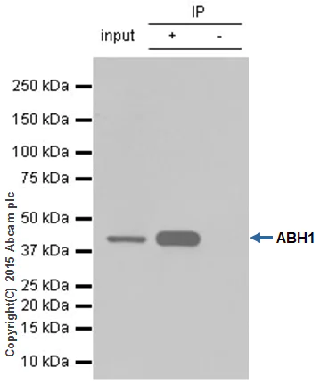 Immunoprecipitation - Anti-ALKBH1 antibody [EPR6176] (AB126596)