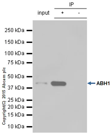 Immunoprecipitation - Anti-ALKBH1 antibody [EPR6176] (AB126596)