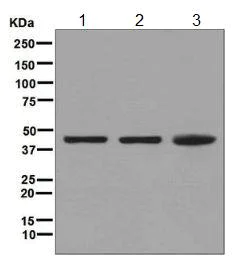 Western blot - Anti-ALKBH1 antibody [EPR6176] (AB126596)