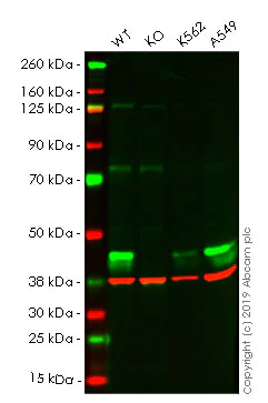 Western blot - Anti-ALKBH1 antibody [EPR6176] (AB126596)