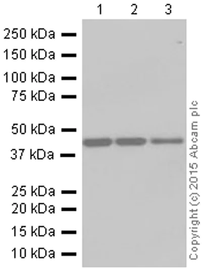 Western blot - Anti-ALKBH1 antibody [EPR6176] (AB126596)