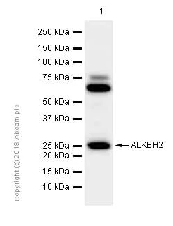 Western blot - Anti-ALKBH2 antibody [EPR6177(2)] - BSA and Azide free (AB243917)