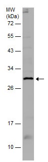 Western blot - Anti-ALKBH3 antibody (AB227496), expandable thumbnail