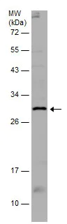 Western blot - Anti-ALKBH3 antibody (AB227496)
