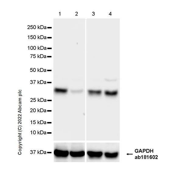 Western blot - Anti-ALKBH3 antibody [EPR25444-229] - BSA and Azide free (AB307157)