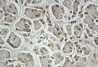 Immunohistochemistry (Formalin/PFA-fixed paraffin-embedded sections) - Anti-ALKBH4 antibody (AB113500)