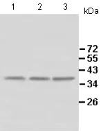 Western blot - Anti-ALKBH4 antibody (AB113500)