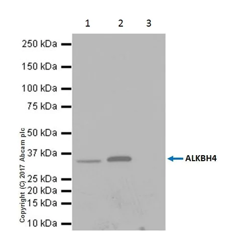 Immunoprecipitation - Anti-ALKBH4 antibody [EPR19216] - BSA and Azide free (AB251206)