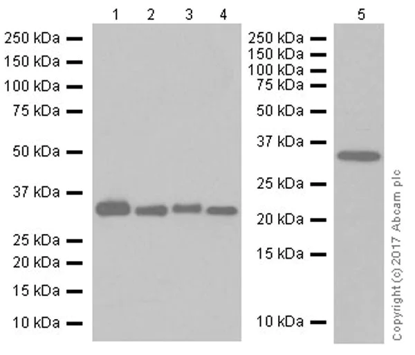 Western blot - Anti-ALKBH4 antibody [EPR19216] - BSA and Azide free (AB251206)