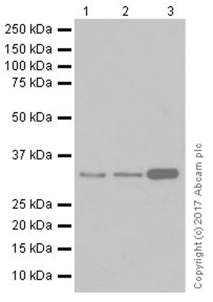 Western blot - Anti-ALKBH4 antibody [EPR19216] - BSA and Azide free (AB251206)