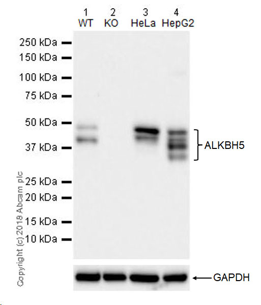 Western blot - Anti-ALKBH5 antibody [EPR18958] (AB195377), expandable thumbnail