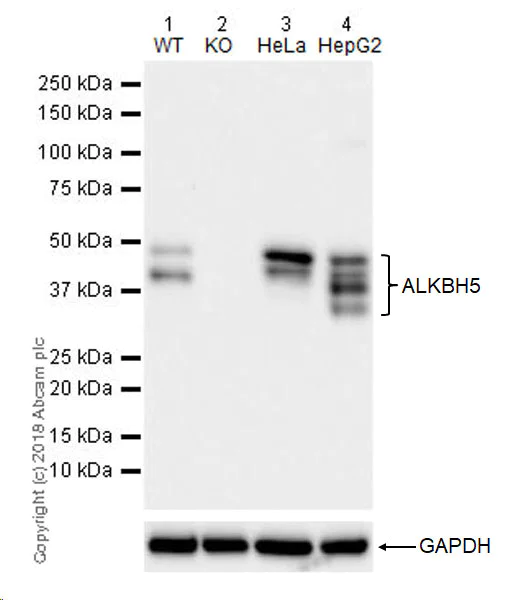 Western blot - Anti-ALKBH5 antibody [EPR18958] (AB195377)