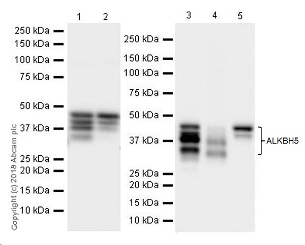 Western blot - Anti-ALKBH5 antibody [EPR18958] (AB195377), expandable thumbnail
