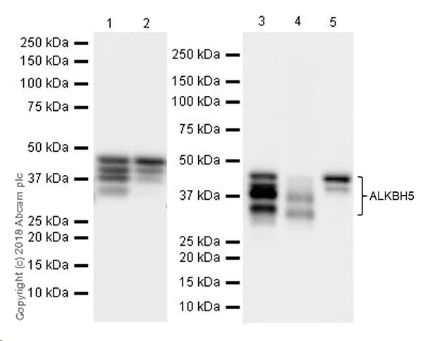 Western blot - Anti-ALKBH5 antibody [EPR18958] (AB195377)
