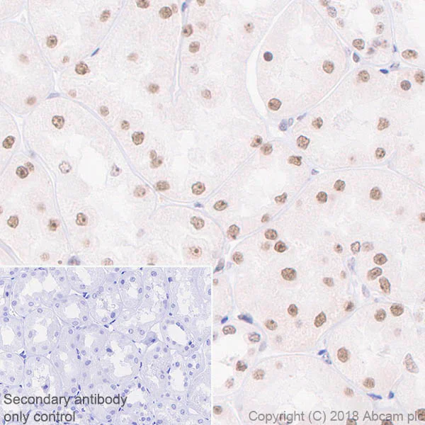 Immunohistochemistry (Formalin/PFA-fixed paraffin-embedded sections) - Anti-ALKBH5 antibody [EPR18958] - BSA and Azide free (AB234528)