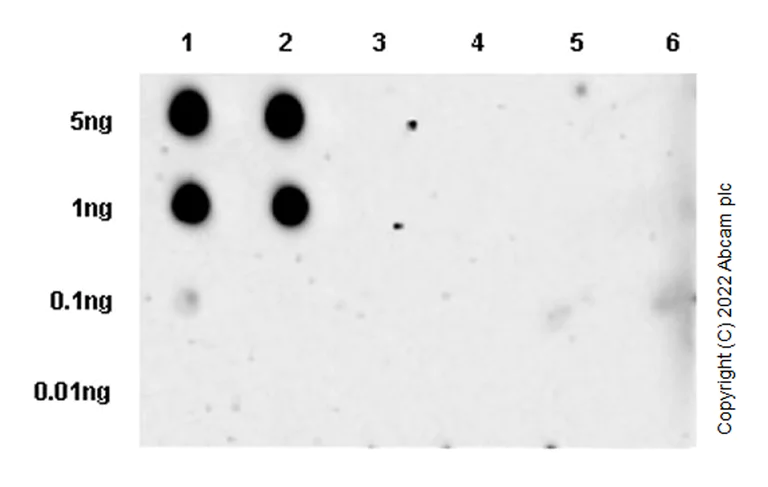 Dot Blot - Anti-ALK(pY1278) antibody [EPR26945-22] (AB305099)