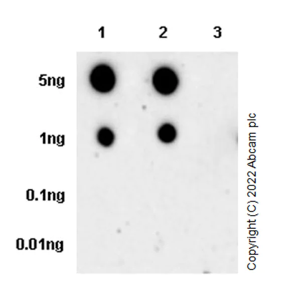 Dot Blot - Anti-ALK(pY1507) antibody [EPR26946-33] (AB305098)