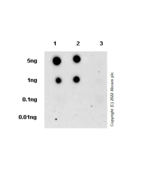 Dot Blot - Anti-ALK(pY1586) antibody [EPR26900-88] - BSA and Azide free (AB305066)
