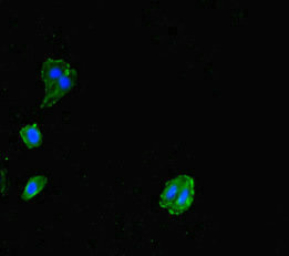 Immunocytochemistry/ Immunofluorescence - Anti-Allergin 1 antibody (AB229951)