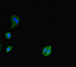Immunocytochemistry/ Immunofluorescence - Anti-Allergin 1 antibody (AB229951)