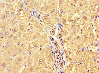 Immunohistochemistry (Formalin/PFA-fixed paraffin-embedded sections) - Anti-Allergin 1 antibody (AB229951)