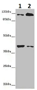 Western blot - Anti-Allergin 1 antibody (AB229951)