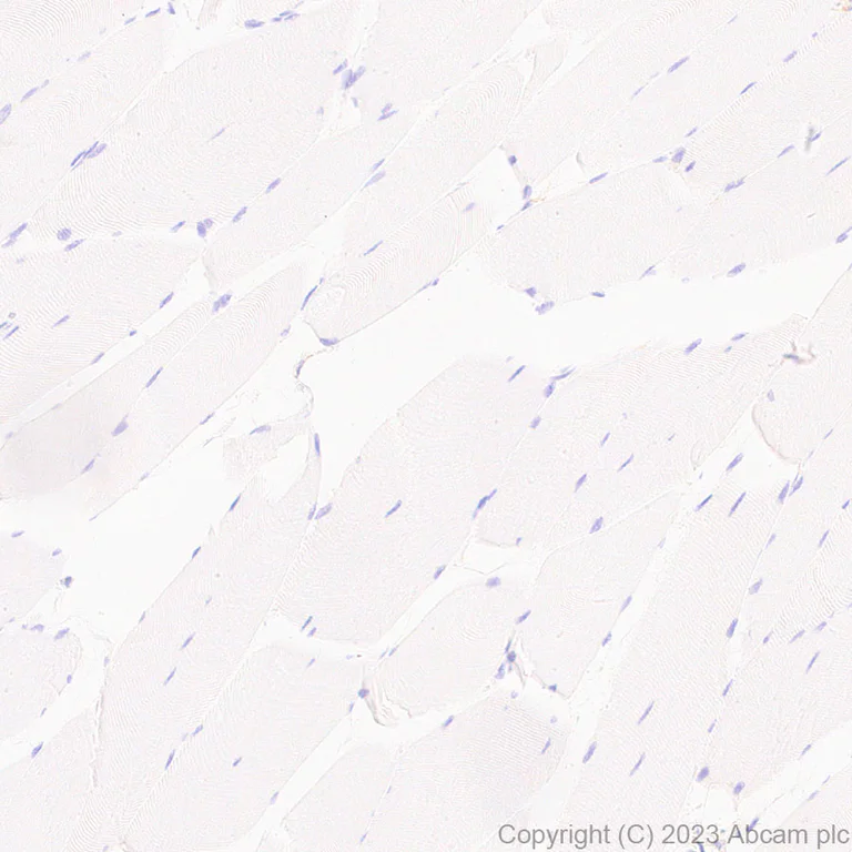 Immunohistochemistry (Formalin/PFA-fixed paraffin-embedded sections) - Anti-Allergin 1 antibody [EPR27238-51] (AB310327)