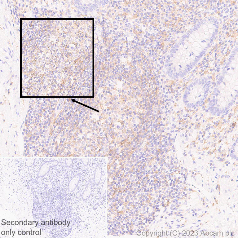 Immunohistochemistry (Formalin/PFA-fixed paraffin-embedded sections) - Anti-Allergin 1 antibody [EPR27238-51] - BSA and Azide free (AB310328)