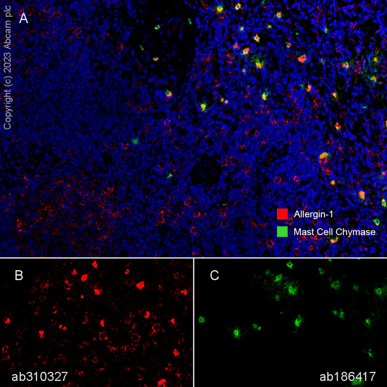Multiplex immunohistochemistry - Anti-Allergin 1 antibody [EPR27238-51] - BSA and Azide free (AB310328)