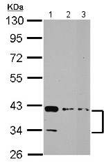 Western blot - Anti-ALP antibody (AB154100), expandable thumbnail