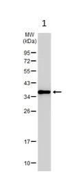 Western blot - Anti-ALP antibody (AB154100)