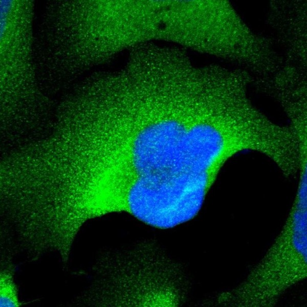 Immunocytochemistry/ Immunofluorescence - Anti-ALP antibody (AB224335), expandable thumbnail