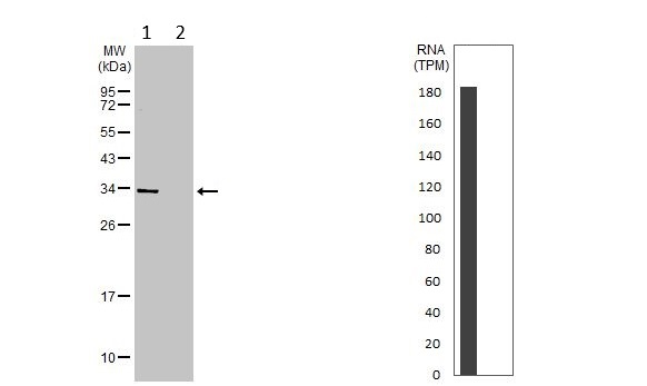Western blot - Anti-ALP antibody (AB229126)