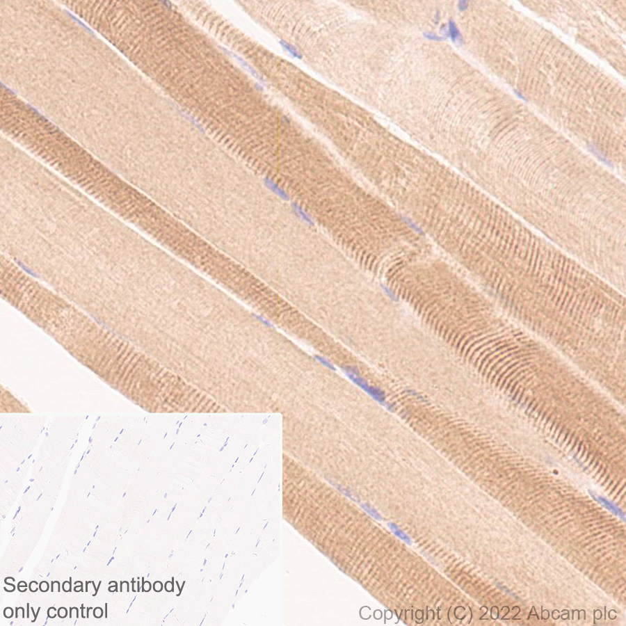 Immunohistochemistry (Formalin/PFA-fixed paraffin-embedded sections) - Anti-ALP antibody [EPR27191-14] - BSA and Azide free (AB307727), expandable thumbnail