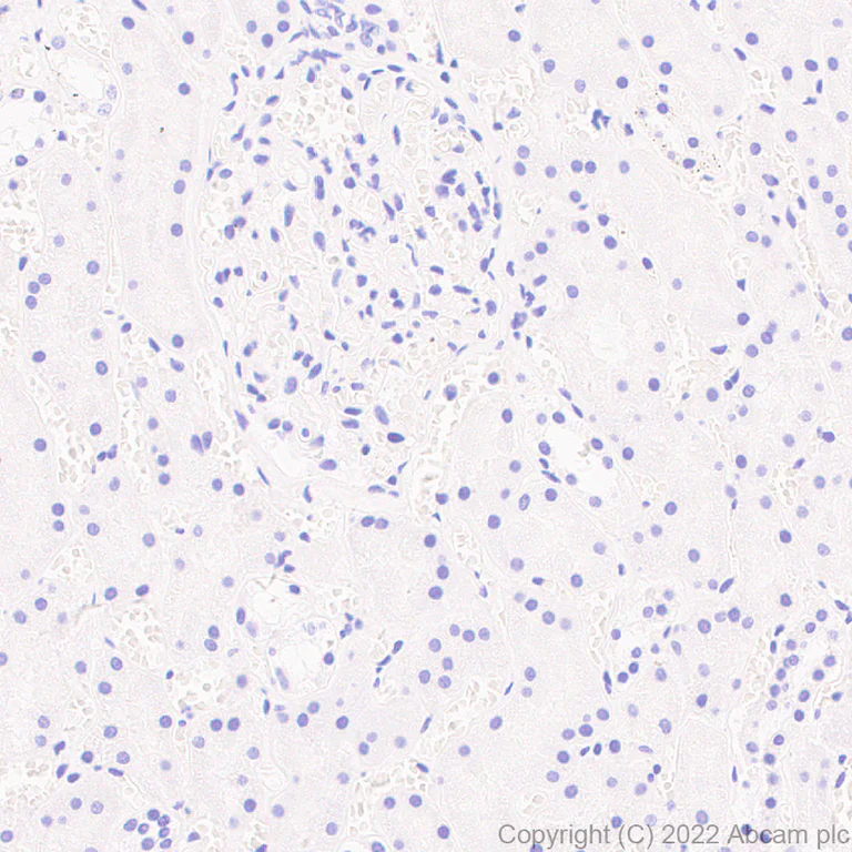 Immunohistochemistry (Formalin/PFA-fixed paraffin-embedded sections) - Anti-ALP antibody [EPR27191-14] - BSA and Azide free (AB307727)