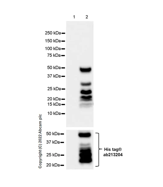 Western blot - Anti-ALP antibody [EPR27191-14] - BSA and Azide free (AB307727)