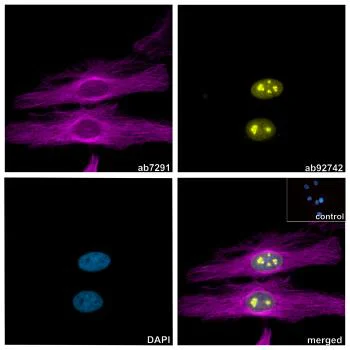 Immunocytochemistry/ Immunofluorescence - Alpaca monoclonal [10A4] Anti-Mouse IgG1 antibody (Alexa Fluor® 647) - FluoTag®-X2 (AB325287)
