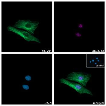 Immunocytochemistry/ Immunofluorescence - Alpaca monoclonal [10A4] Anti-Mouse IgG1 antibody (ATTO 488) (AB325288)