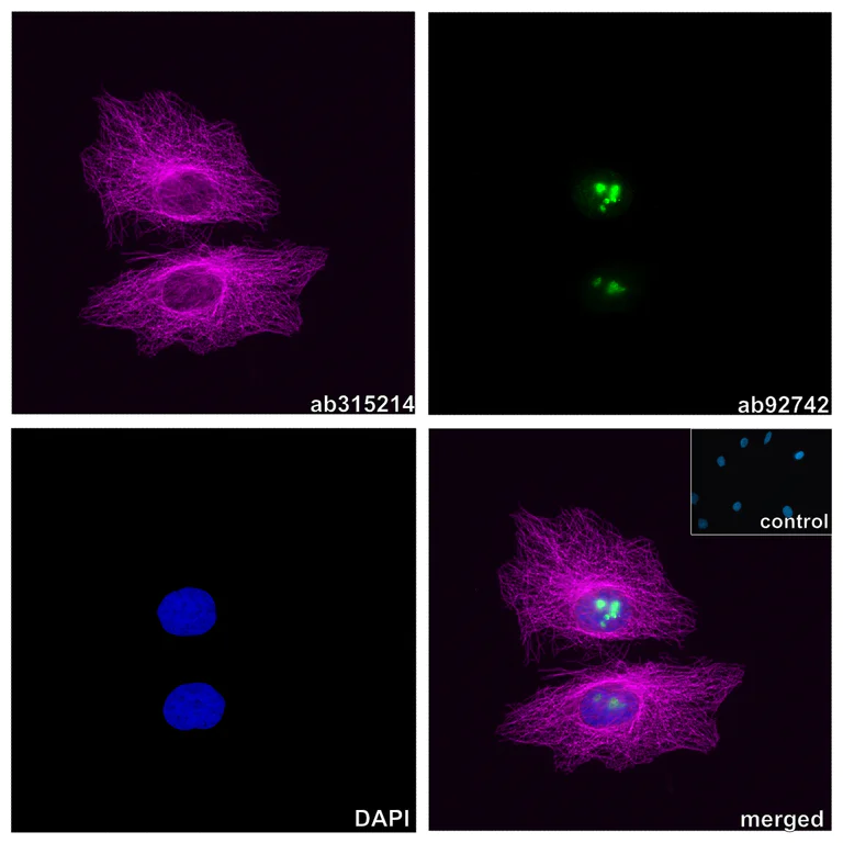 Immunocytochemistry/ Immunofluorescence - Alpaca monoclonal [14A4] Anti-Mouse IgG2a/b antibody (Alexa Fluor® 647) - FluoTag®-X2 (AB325299)