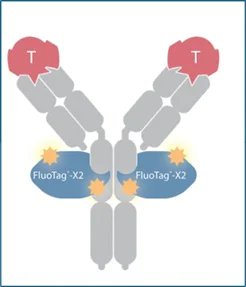 Other - Alpaca monoclonal [14A4] Anti-Mouse IgG2a/b antibody (Alexa Fluor® 647) - FluoTag®-X2 (AB325299)