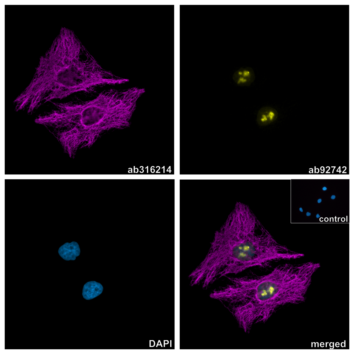 Recombinant Alpaca monoclonal [3G2] Anti-Chicken IgY antibody