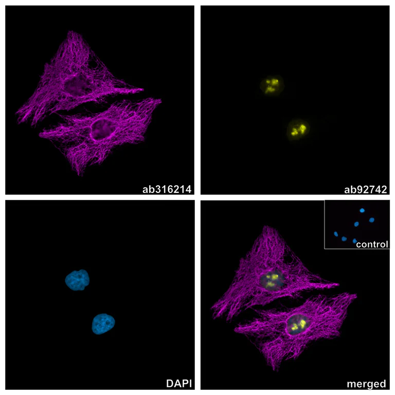 Immunocytochemistry/ Immunofluorescence - Alpaca monoclonal [3G2] Anti-Chicken IgY antibody (Alexa Fluor® 647) (AB325284)