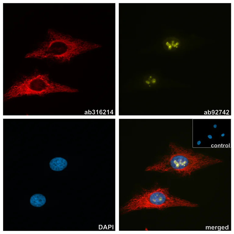 Immunocytochemistry/ Immunofluorescence - Alpaca monoclonal [3G2] Anti-Chicken IgY antibody (AZdye 568) - FluoTag®-X2 (AB325283)