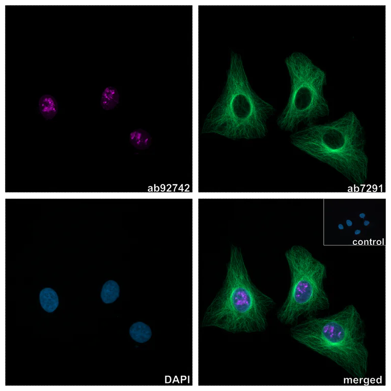 Immunocytochemistry/ Immunofluorescence - Alpaca multiclonal [10E10 / 8C10] Anti-Rabbit IgG antibody (Alexa Fluor® 647) (AB325296)