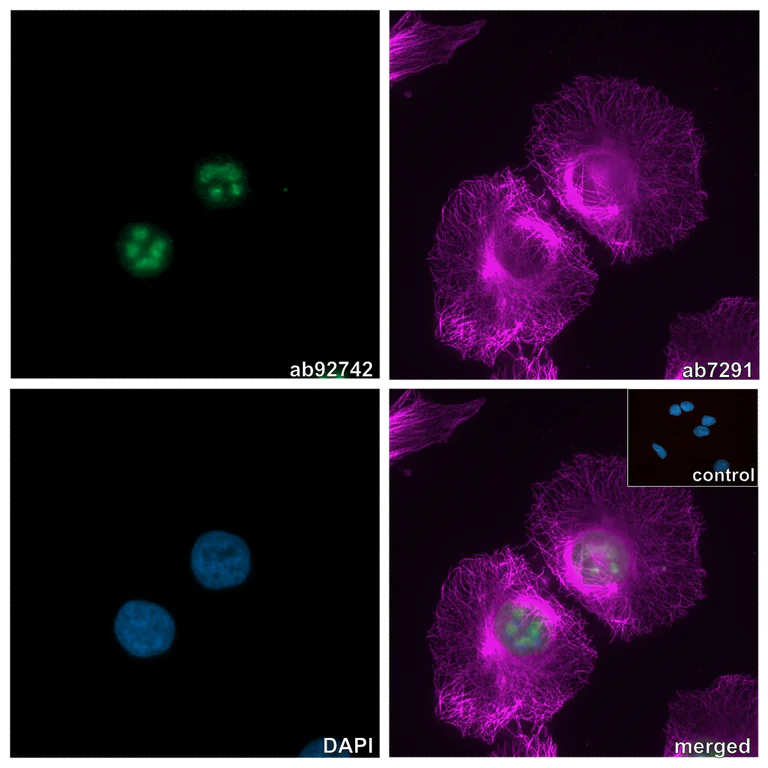 Immunocytochemistry/ Immunofluorescence - Alpaca multiclonal [10E10 / 8C10] Anti-Rabbit IgG antibody (ATTO 488) (AB325297)